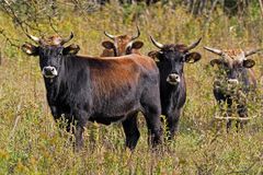 Sie leben völlig wild, aber mit großräumiger Umzäunung: Heckrinder.