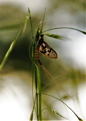 sie lebt nur für kurze Zeit,...die Eintagsfliege