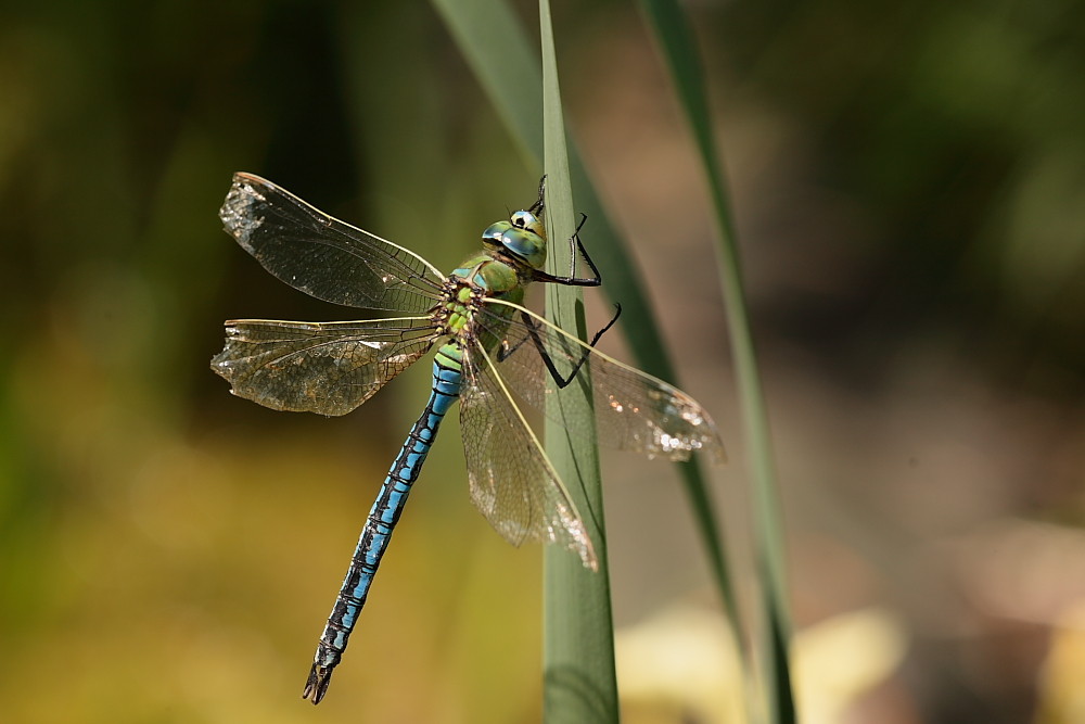 Sie lebte als Libelle nur 2 Tage!