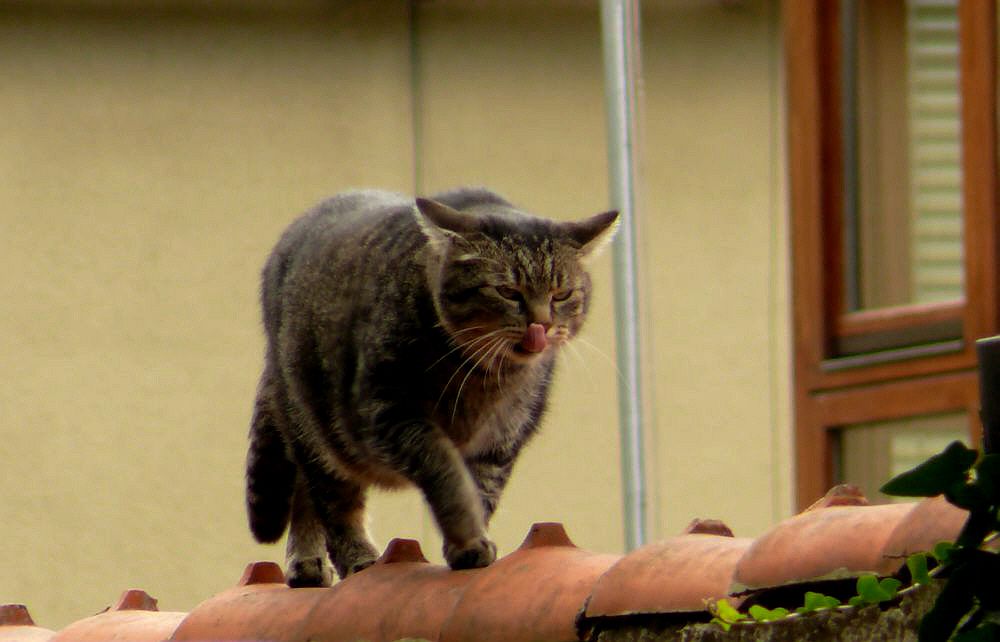 Sie leckt sich die Schnauze....