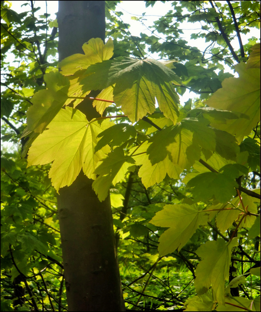 Sie leuchten in der Sonne