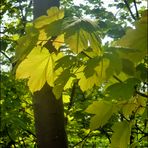 Sie leuchten in der Sonne