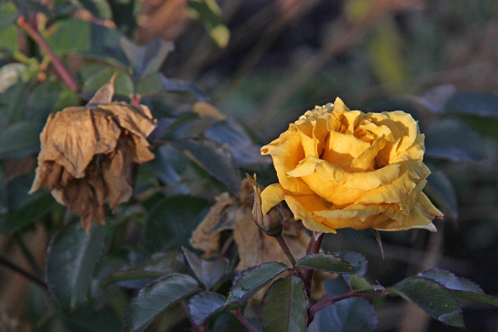 Sie leuchtet noch zwischen all den verwelkten Rosen