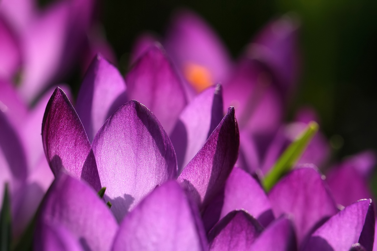 Sie leuchteten so schön in der Frühlingssonne