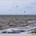 Sie lieben den rauen Wind