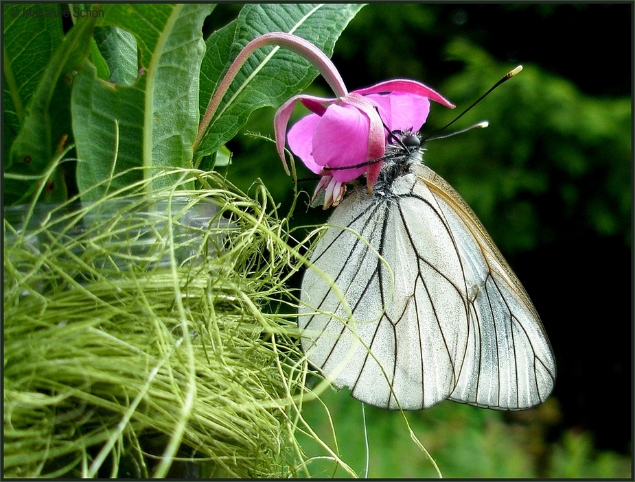 Sie lieben Pink...