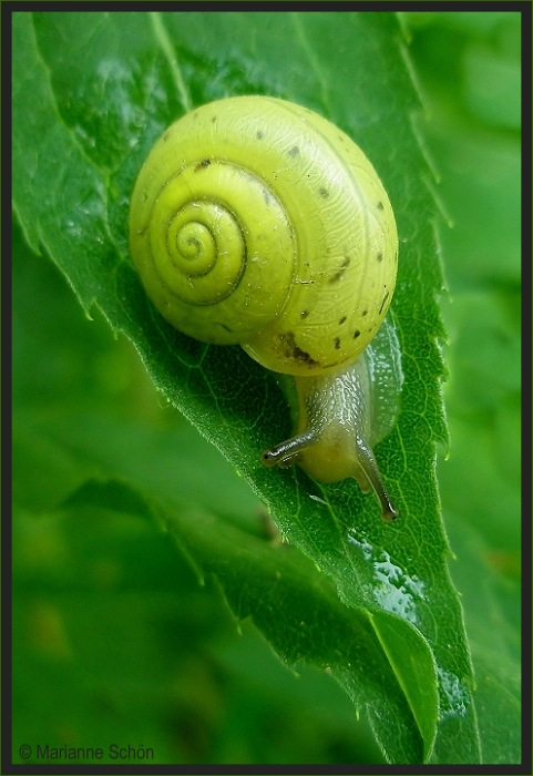 Sie lieben Regenwetter...