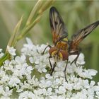  Sie liebt Blümchen