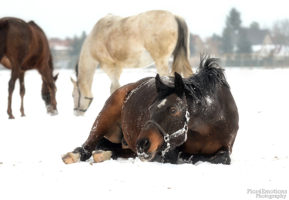 Sie liebt den Schnee...