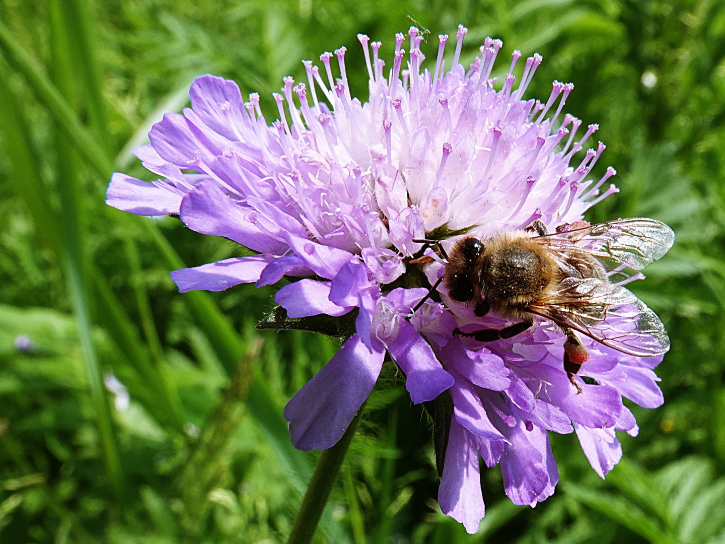 sie liebt diese Blüte