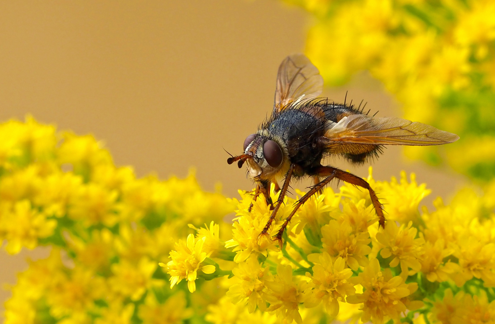 Sie liebt diese gelben Blüten