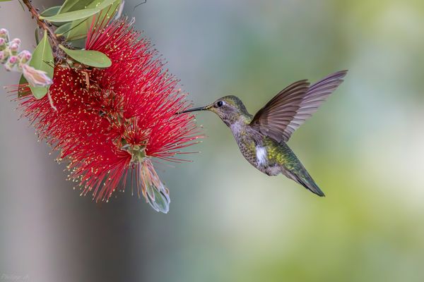 Sie liebt Karminrot…