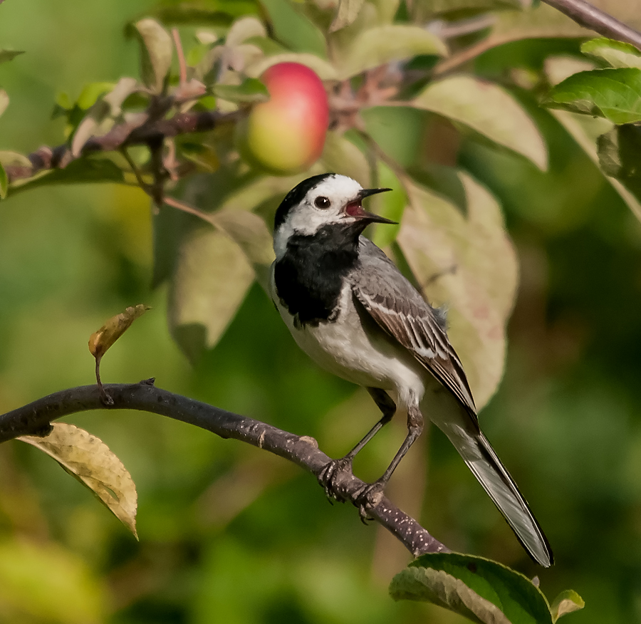 Sie liebt unseren Apfelbaum