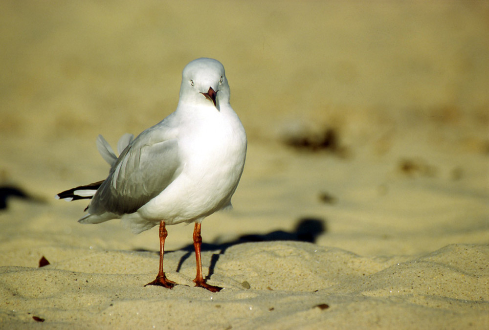 .. sie löchert dich mit ihren Augen und hinterlässt Spuren im Sand.... was will sie damit bezwecken?