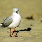 .. sie löchert dich mit ihren Augen und hinterlässt Spuren im Sand.... was will sie damit bezwecken?