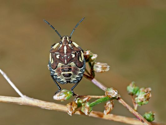 Sie macht das Männchen...