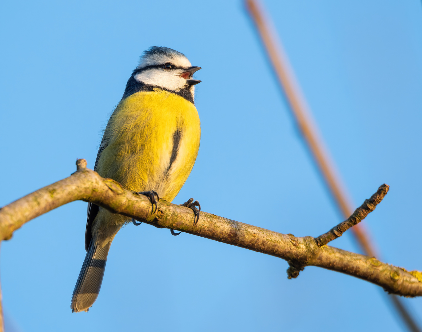 Sie macht dem Singvogel alle Ehre ...