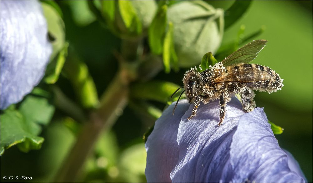 Sie mag den Hibiskus......