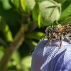 Sie mag den Hibiskus......