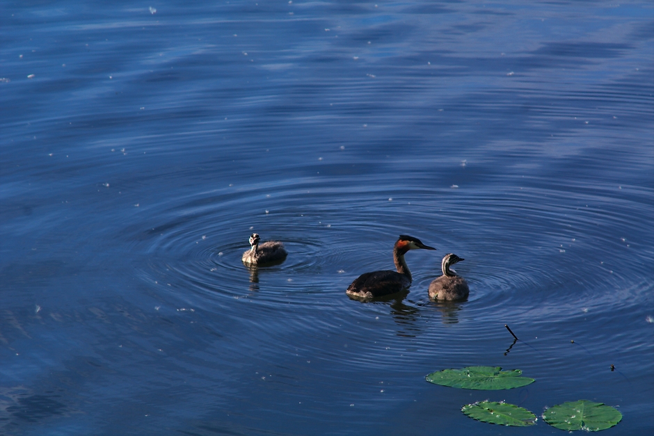 Sie möchten die Enten fotografieren?