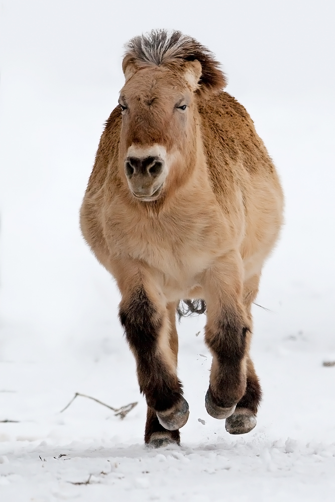 sie mögen den schnee?