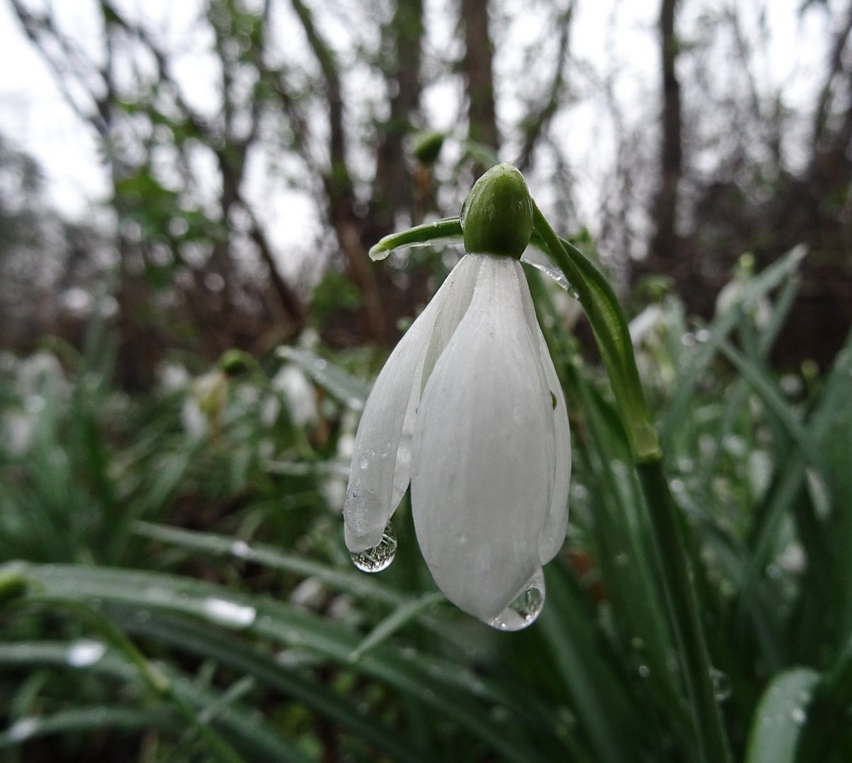 Sie mußten heut den Regen aushalten