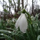 Sie mußten heut den Regen aushalten