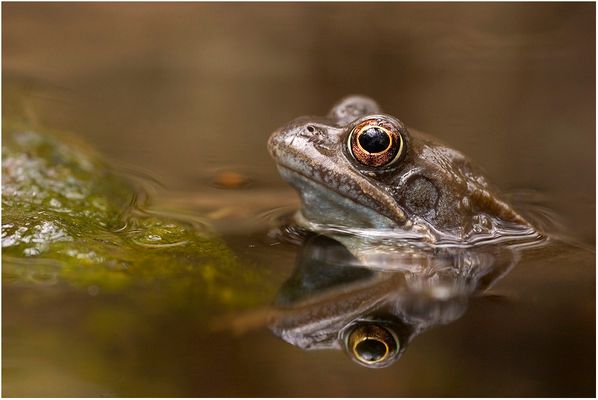sie nannten ihn Goldauge