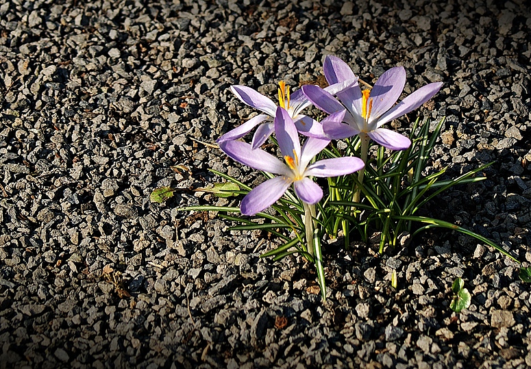 sie Natur setzt sich durch