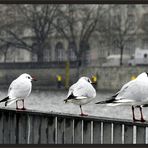 Sie nehmen sie in die Mitte...