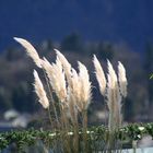 sie neigen sich im Wind