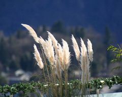 sie neigen sich im Wind