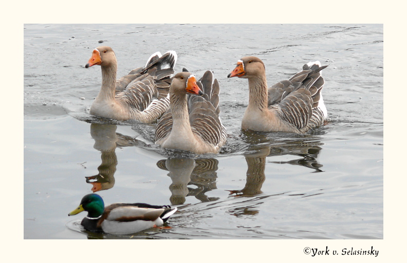 "Sie nimmt uns die Vorfahrt, diese Stockente":-))))