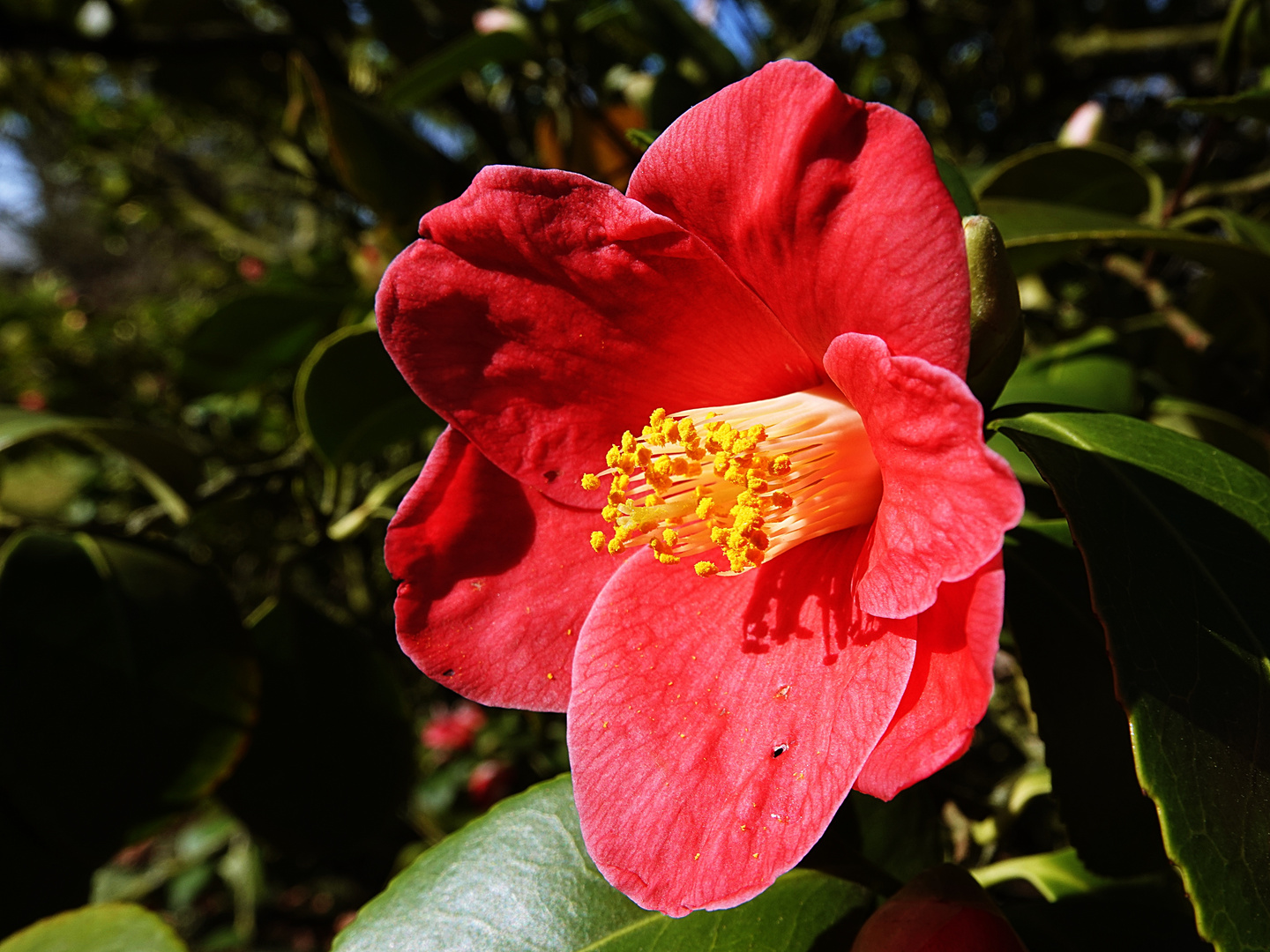 sie öffnet pünktlich zum Frühling ihre Blüte