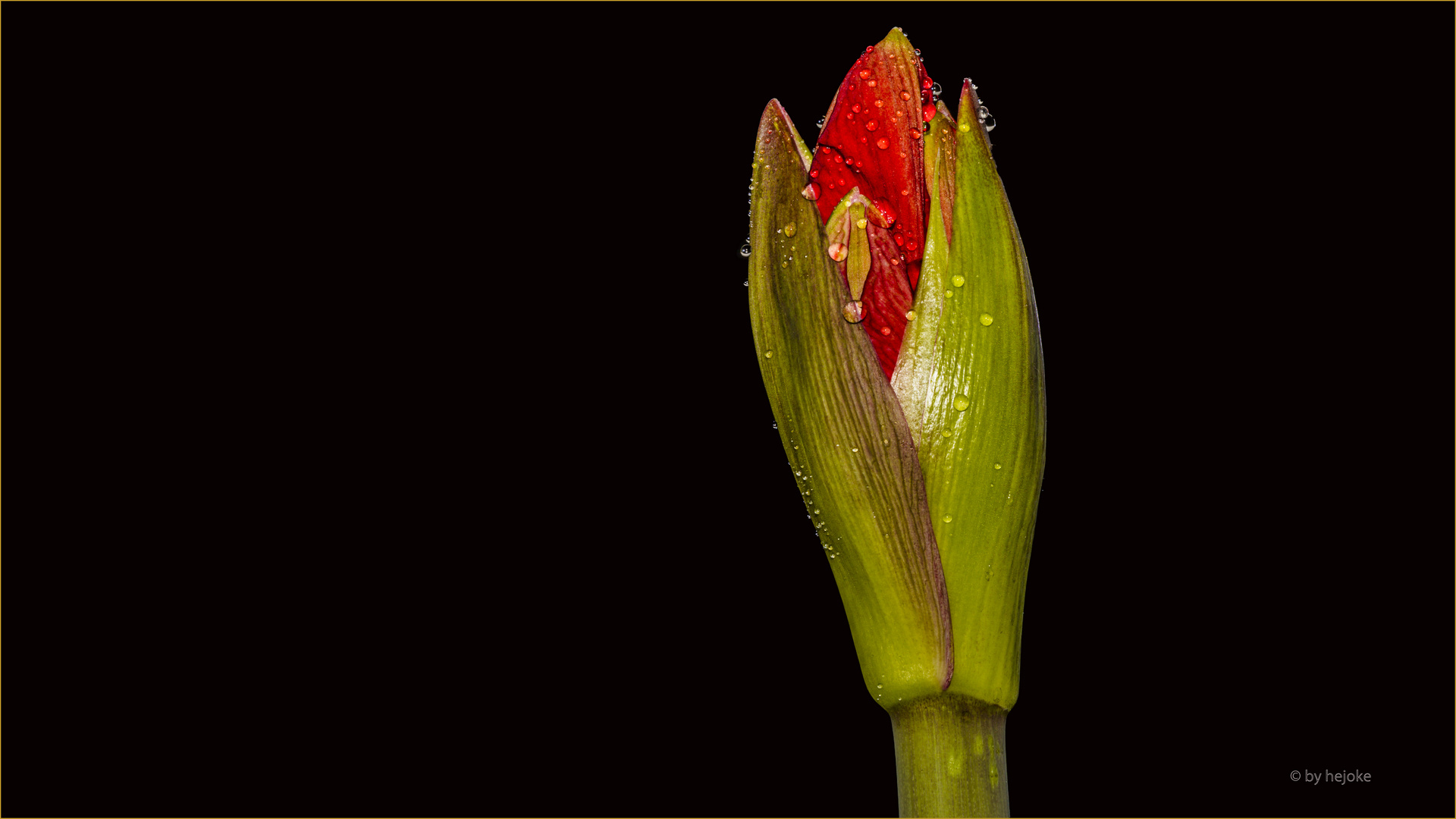 Sie öffnet sich Hippeatrum oder_Amaryllis auch Rittrerstern genannt Blütenknospe