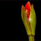 Sie öffnet sich Hippeatrum oder_Amaryllis auch Rittrerstern genannt Blütenknospe
