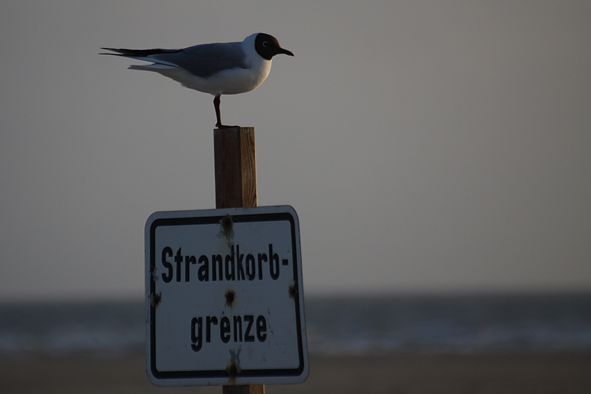 Sie passt genau auf...