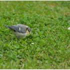 Sie piepsen wieder durch den Garten