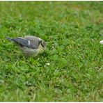 Sie piepsen wieder durch den Garten