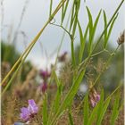 Sie rankt feucht (Lathyrus palustris)