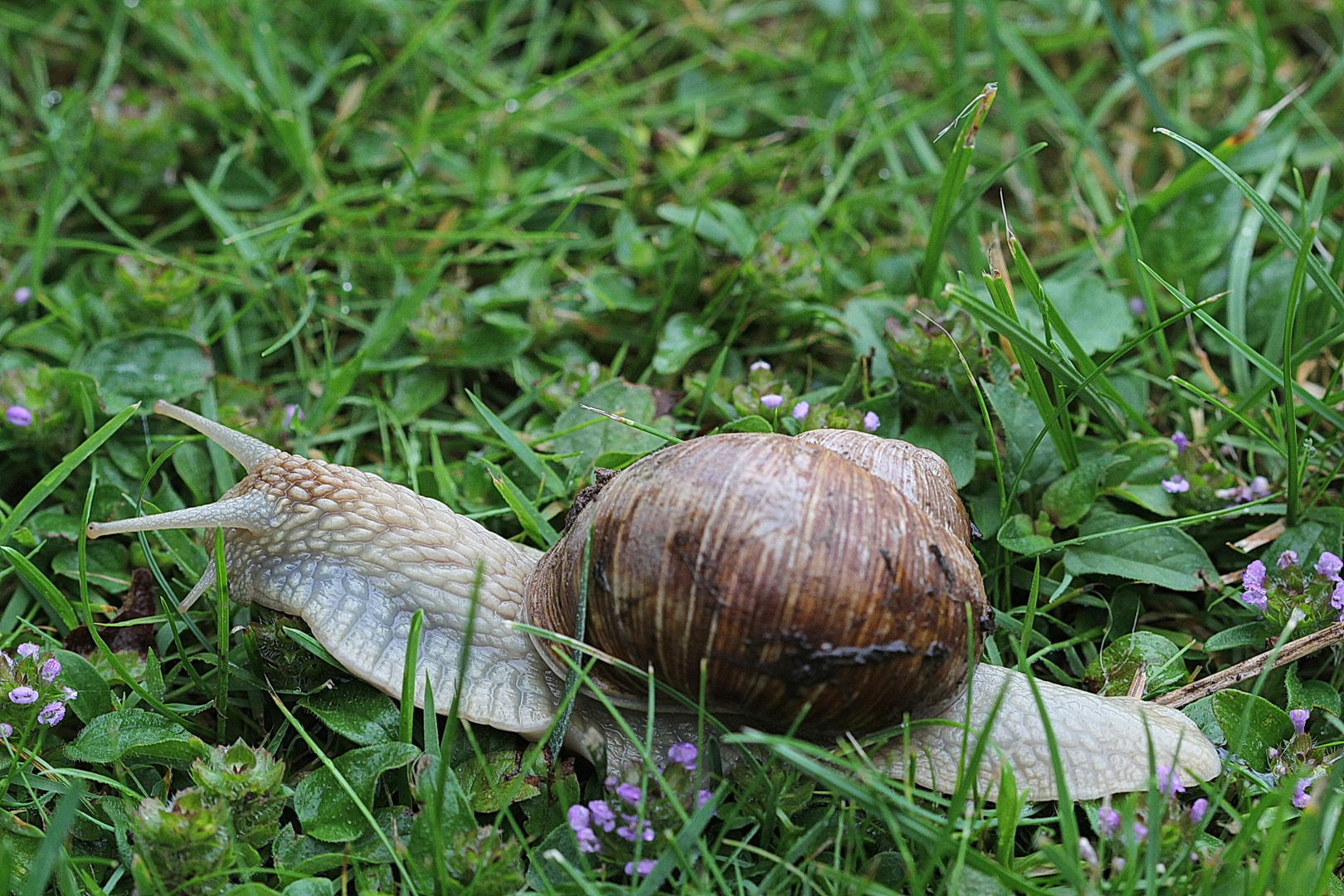 Sie "rannte" heute Morgen durch meinen Garten