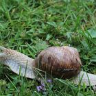 Sie "rannte" heute Morgen durch meinen Garten