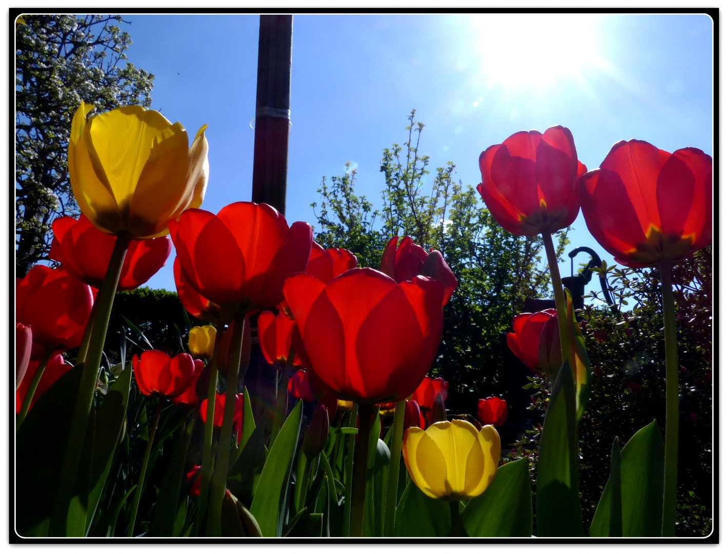 Sie recken sich nach Sonne und Wärme...