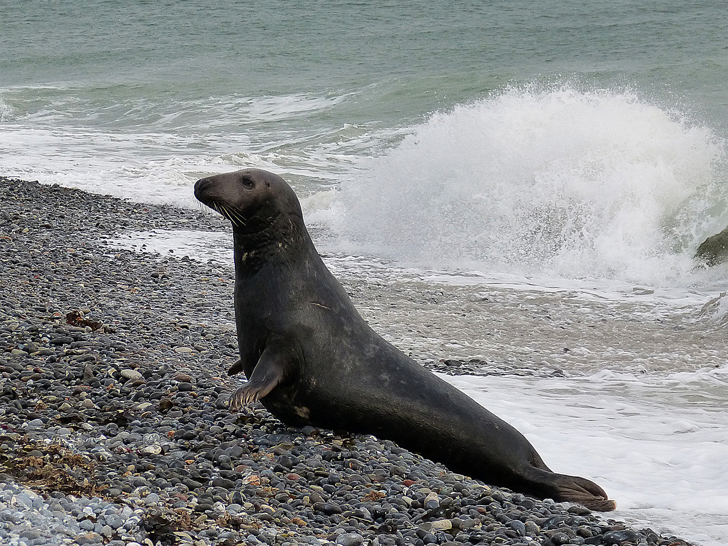 Sie robbte mir durch's Bild... (Düne, Helgoland, im Novemder)