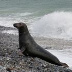 Sie robbte mir durch's Bild... (Düne, Helgoland, im Novemder)