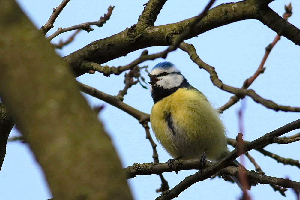 sie ruft den Frühling...