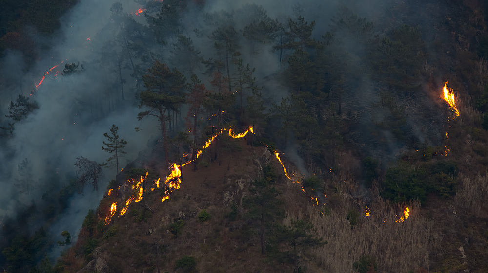 Sie sagten uns, die Natur braucht das Feuer.