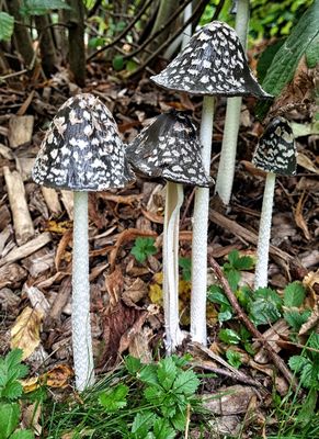 Sie sahen interessant aus....