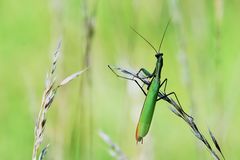 Sie schaut nach einem Freier ...
