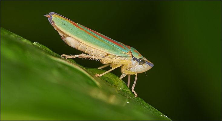 sie scheint durstig...die Rhododendronzikade